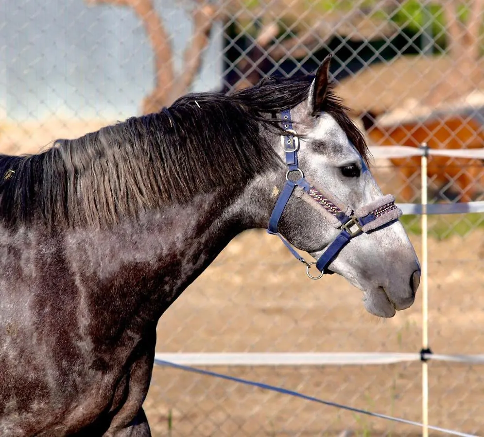 Les Chevaux De Coeur Bed and Breakfast Estepona España